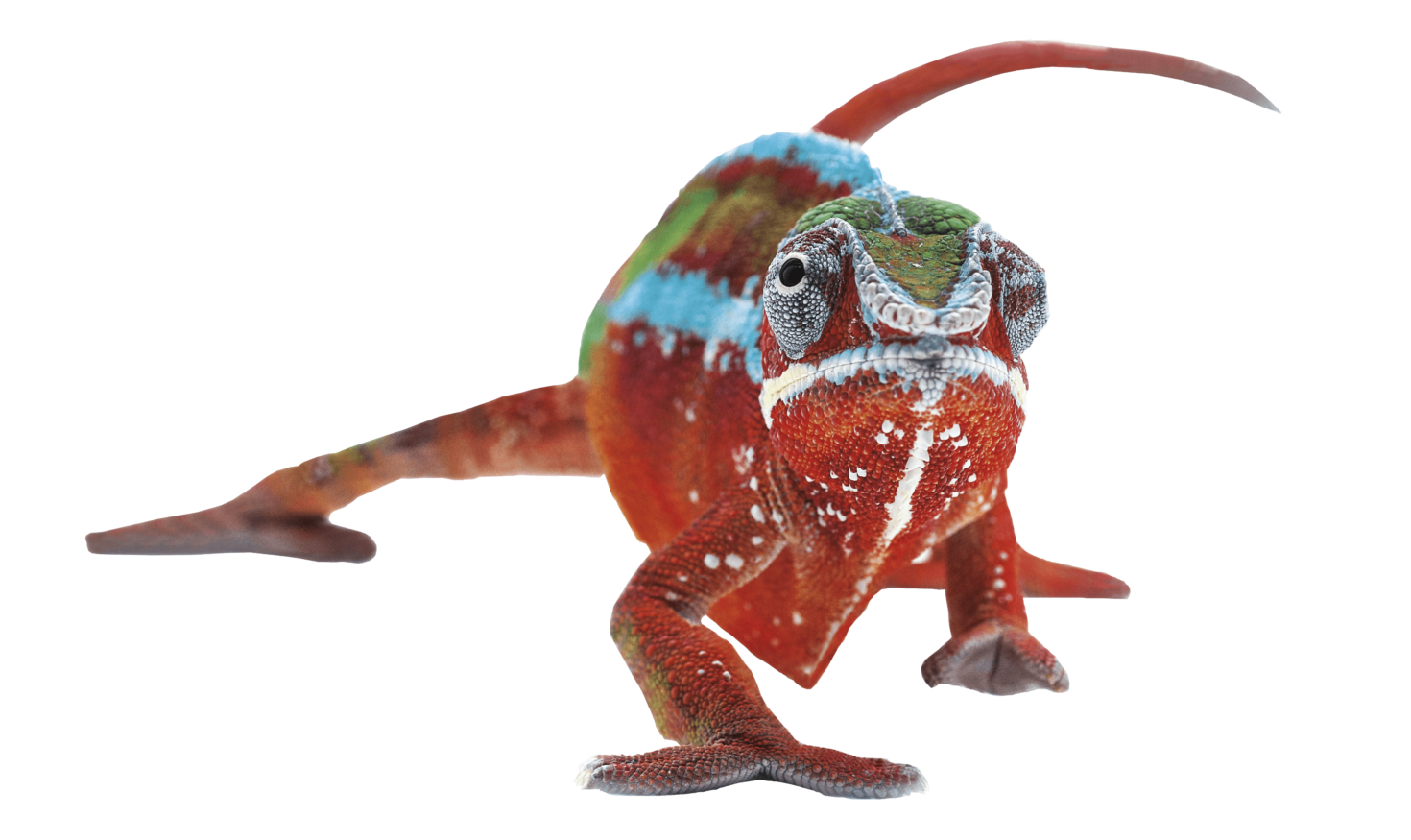 Das Chamäleon der W. Althaus AG